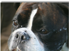cooper