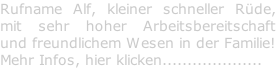 Rufname Alf, kleiner schneller Rüde,  mit sehr hoher Arbeitsbereitschaft  und freundlichem Wesen in der Familie! Mehr Infos, hier klicken....................